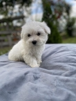Super Adorable Maltese Puppies